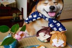 anh-cho-shiba-cuoi-xinh-1