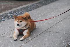 1_anh-cho-shiba-dep-1