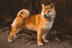 1_anh-cho-shiba-dep-cute-1
