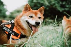 1_anh-cho-shiba-dep-xinh-1