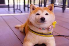 anh-cho-shiba-dep-1