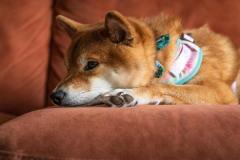 anh-cho-shiba-dep-cute-1