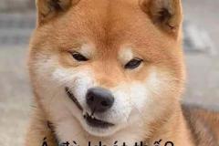 1_anh-cho-shiba-cuoi-meme-1