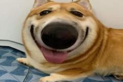 1_anh-cho-shiba-cuoi-meme-cute-1