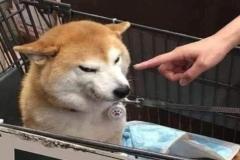 1_anh-cho-shiba-cuoi-meme-hai-1