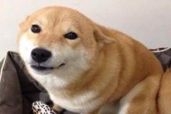 anh-cho-shiba-cuoi-meme-1