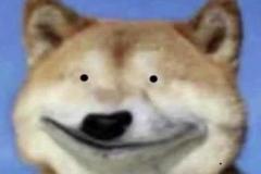 anh-cho-shiba-cuoi-meme-hai-1