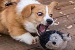 1_anh-cho-shiba-meme-cute-1
