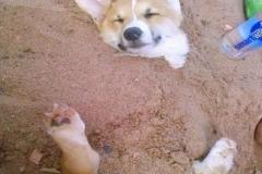 1_anh-cho-shiba-meme-hai-1