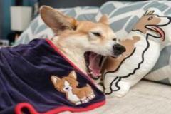 anh-cho-shiba-meme-1