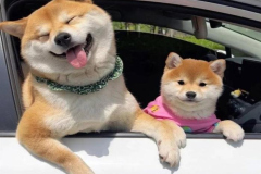 Chó shiba hình ảnh 