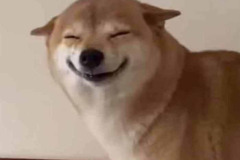Chó shiba hình ảnh 