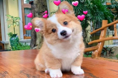Chó shiba hình ảnh 