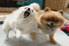 Hình con chó sủa gâu gâu