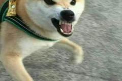 1_anh-cho-sua-meme-1