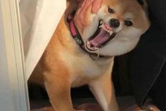 anh-cho-sua-meme-1