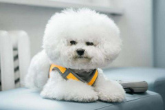 Ảnh con chó trắng đáng yêu