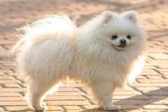 Ảnh con chó trắng đáng yêu