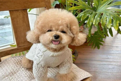 anh-cho-poodle-nau-dep-1
