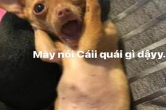 1_anh-cho-vang-meme-cute-1