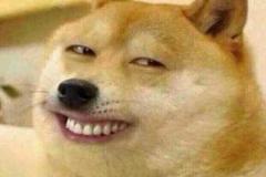 anh-cho-vang-meme-1