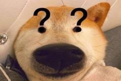 anh-cho-vang-meme-hai-1