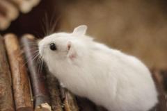 Ảnh chuột bạch cute