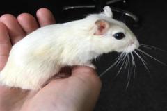Ảnh chuột bạch cute