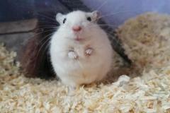 Ảnh chuột bạch cute