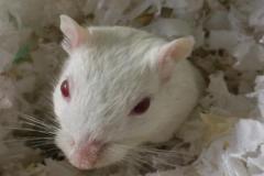 Ảnh chuột bạch cute