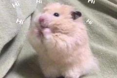 Ảnh con chuột cute