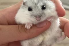 Ảnh chuột hamster đáng yêu
