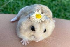 Ảnh chuột hamster đáng yêu