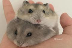 Ảnh chuột hamster đáng yêu