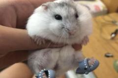Ảnh chuột hamster đáng yêu