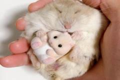 Ảnh chuột hamster đáng yêu