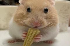 Ảnh chuột hamster đáng yêu