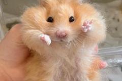Ảnh chuột hamster nhỏ xíu đáng yêu