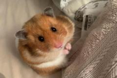 Ảnh chuột hamster nhỏ xíu đáng yêu