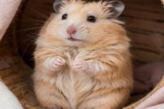 Ảnh chuột hamster nhỏ xíu đáng yêu