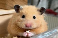 Ảnh chuột hamster nhỏ xíu đáng yêu