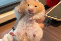 Ảnh chuột hamster nhỏ xíu đáng yêu