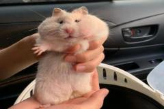 Ảnh chuột hamster nhỏ xíu đáng yêu