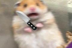 Ảnh meme hài hước chuột