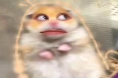 Ảnh meme hài hước chuột