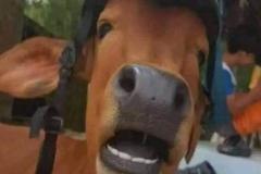 Ảnh con bò meme hài hước 