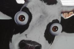 Ảnh con bò meme hài hước