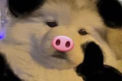 1_anh-con-cho-buon-meme-cute-1