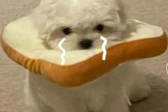 anh-con-cho-buon-meme-cute-1
