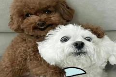 anh-cho-cam-dao-cute-1